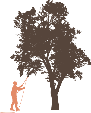Tree Pruning And Trimming